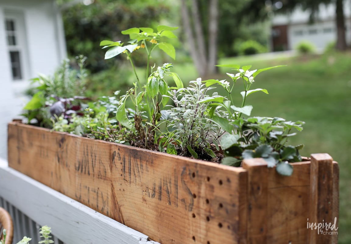 Creating and Planting an Impromptu Cocktail Garden #cocktailgarden #garden #planting #cocktail #containergarden #vegetablegarden