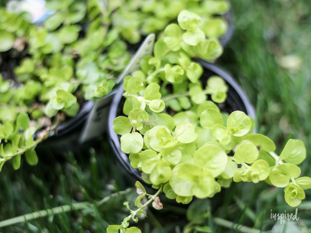 DIY Hanging Basket Plant for Shade #plant #flowers #hangingbasket #shade #container #garden #flowering #combination #hangingflower #creepingjenny #vincavine