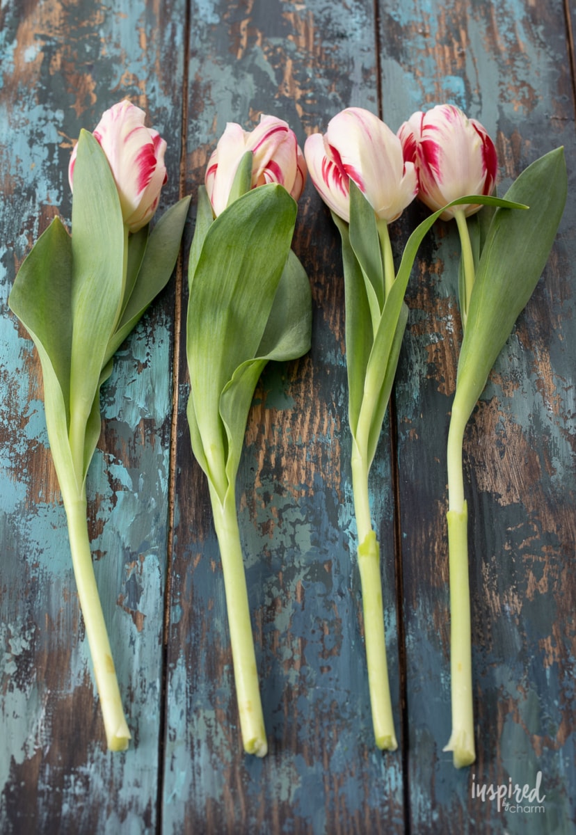 four tulips