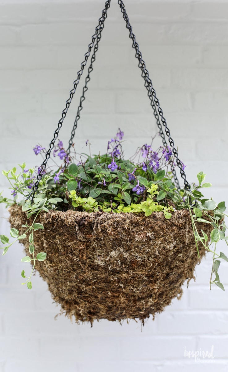 DIY Hanging Basket Plant for Shade #plant #flowers #hangingbasket #shade #container #garden #flowering #combination #hangingflower #creepingjenny #vincavine