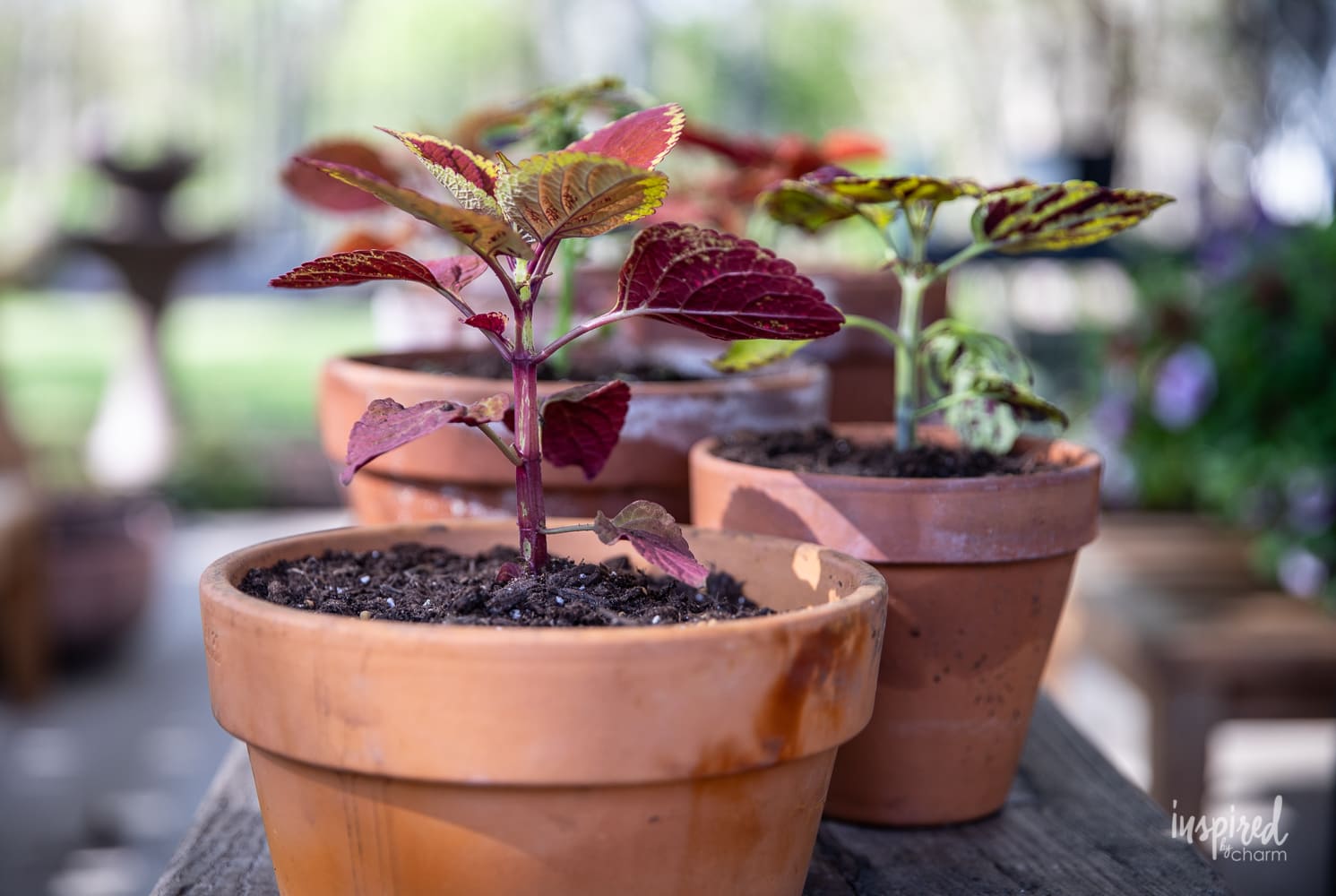 How to Grow a Coleus Topiary #coleus #topiary #planting #garden #gardening #topiaries #coleusplant