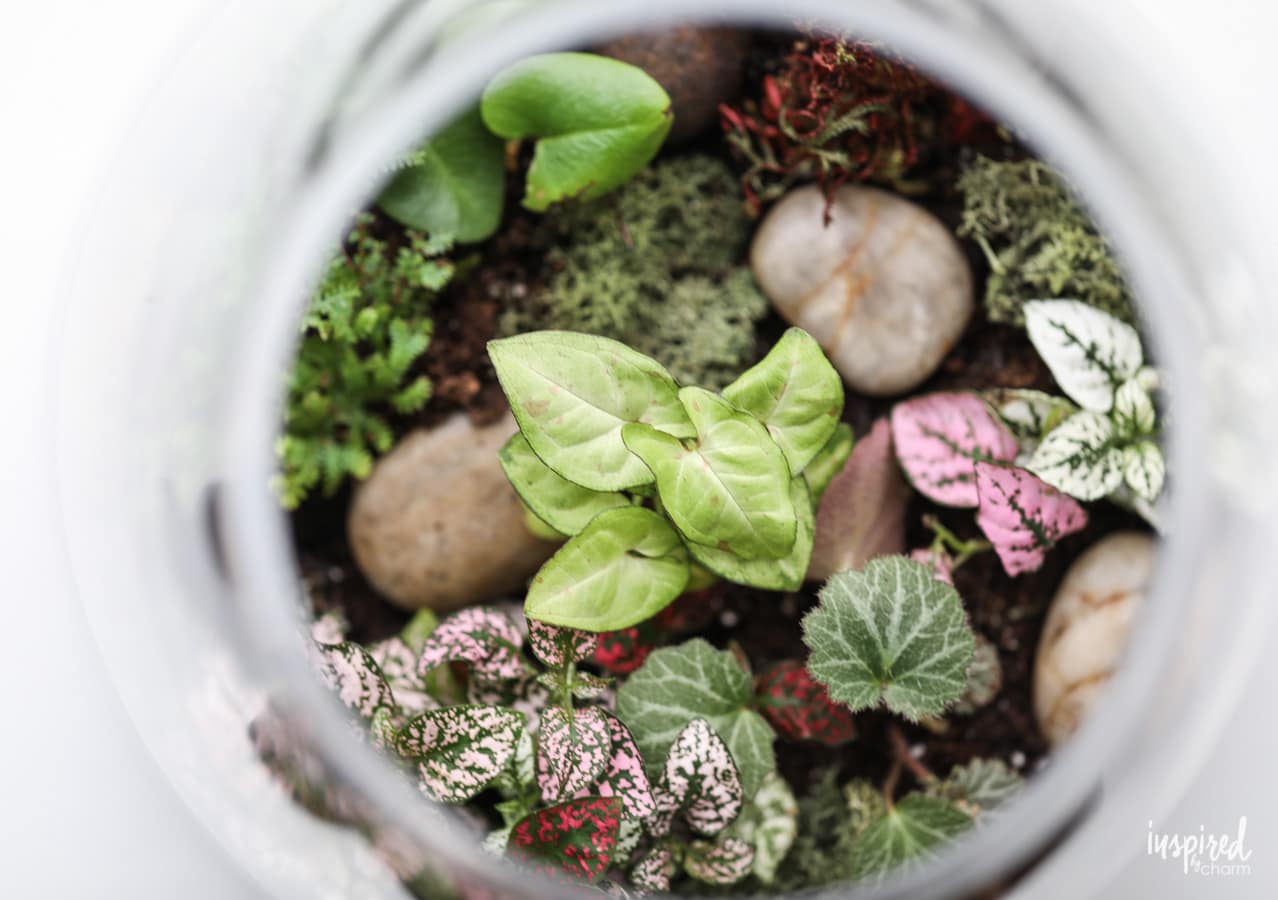 Learn how to make a terrarium! #terrarium #plants #diy #garden