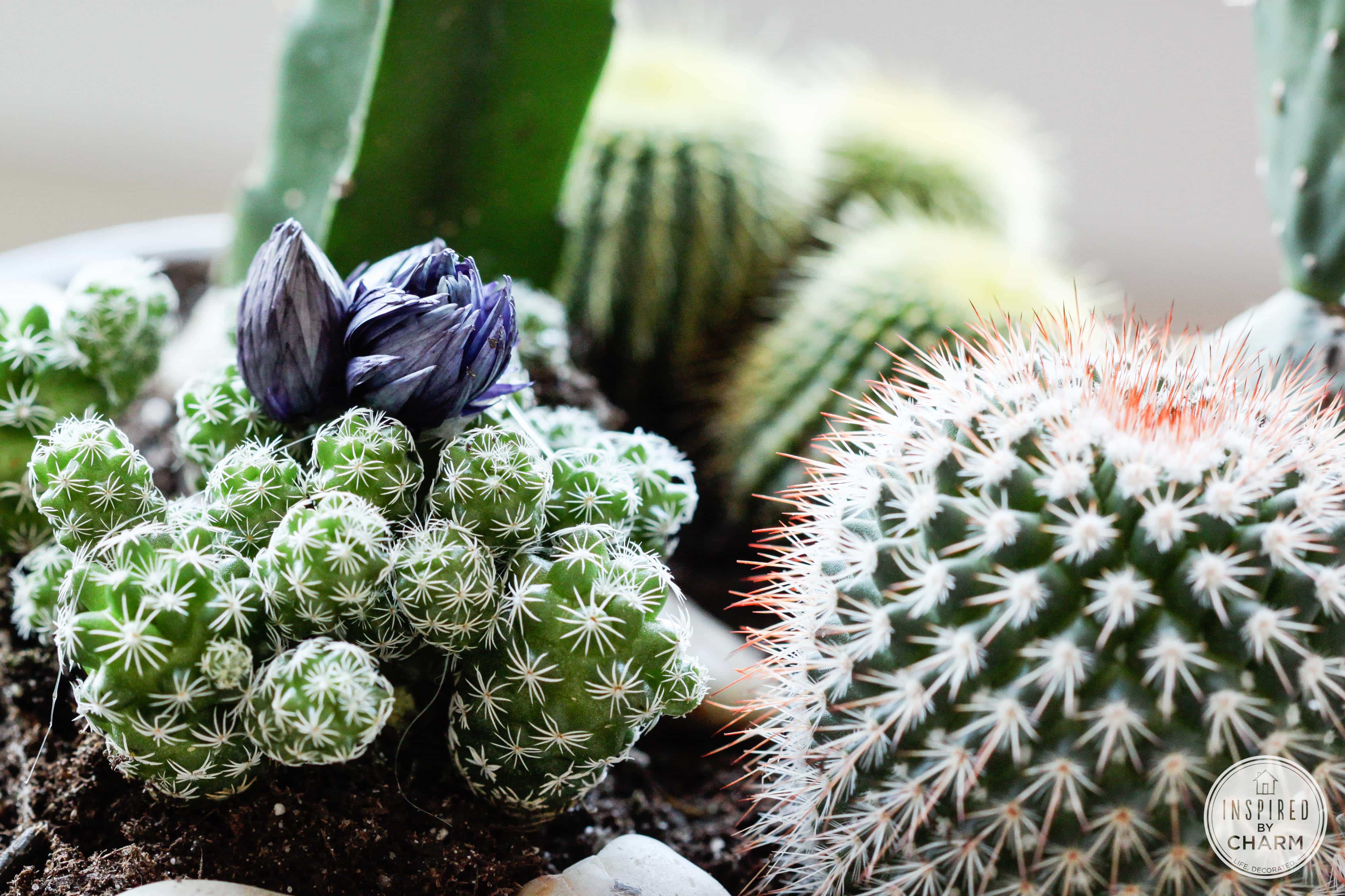 Tabletop Cactus Planter