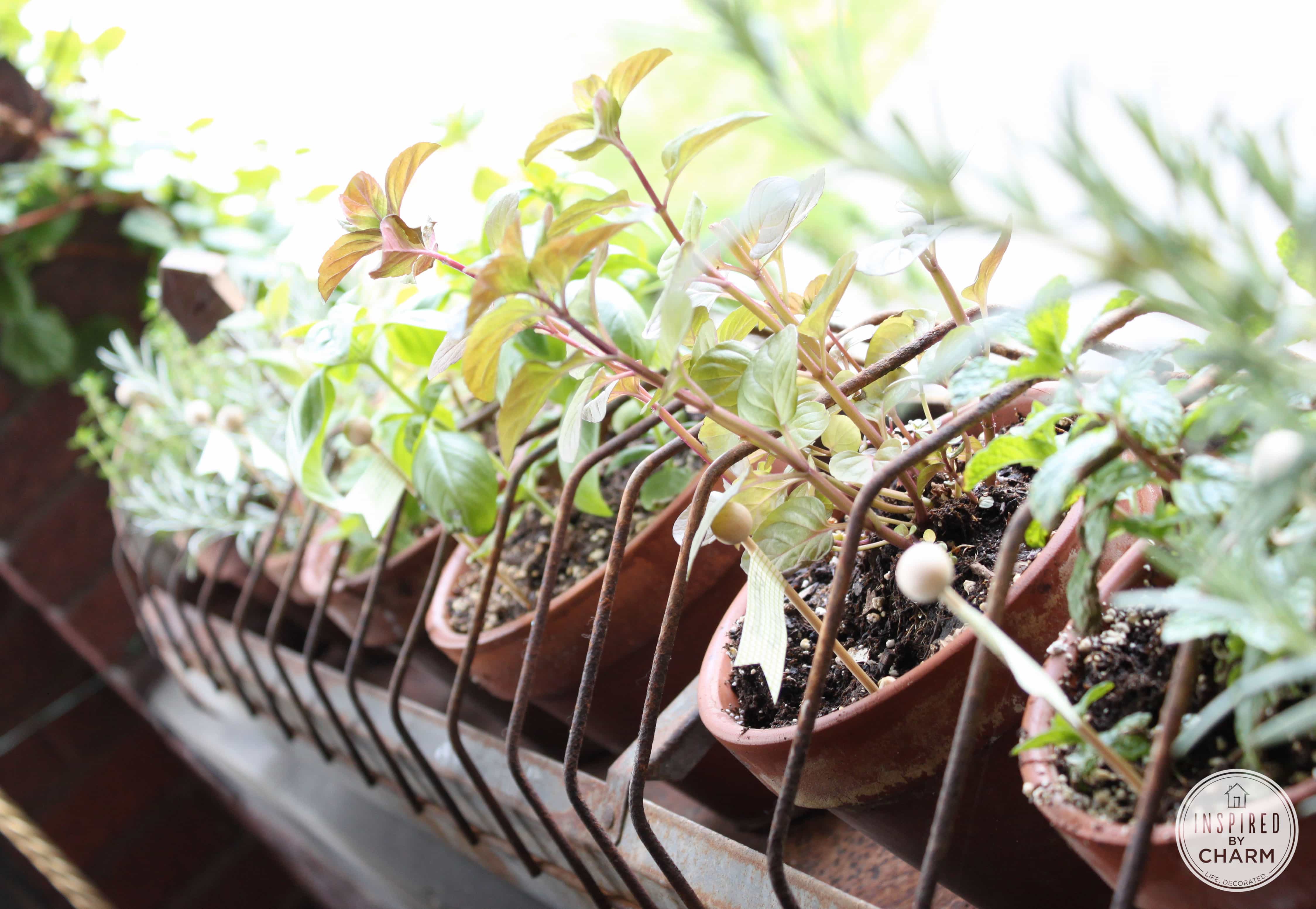 Chicken Feeder Herb Garden