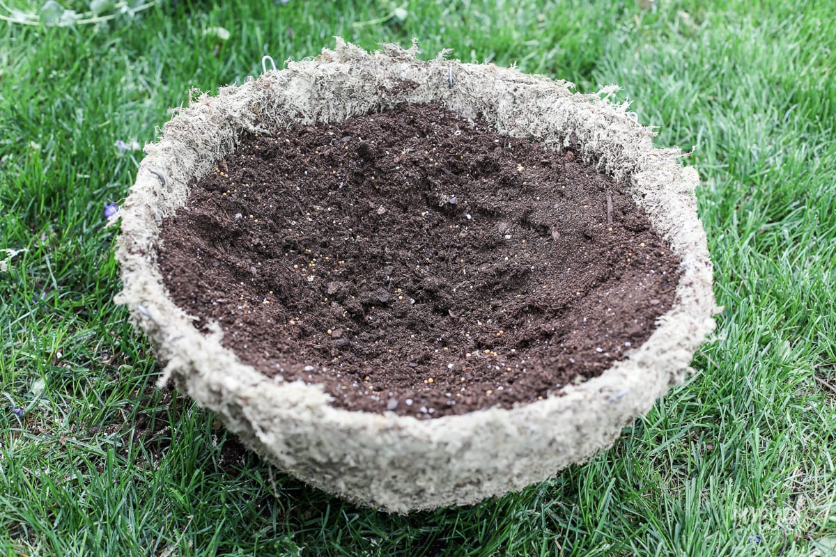 DIY Hanging Basket Plant for Shade #plant #flowers #hangingbasket #shade #container #garden #flowering #combination #hangingflower #creepingjenny #vincavine