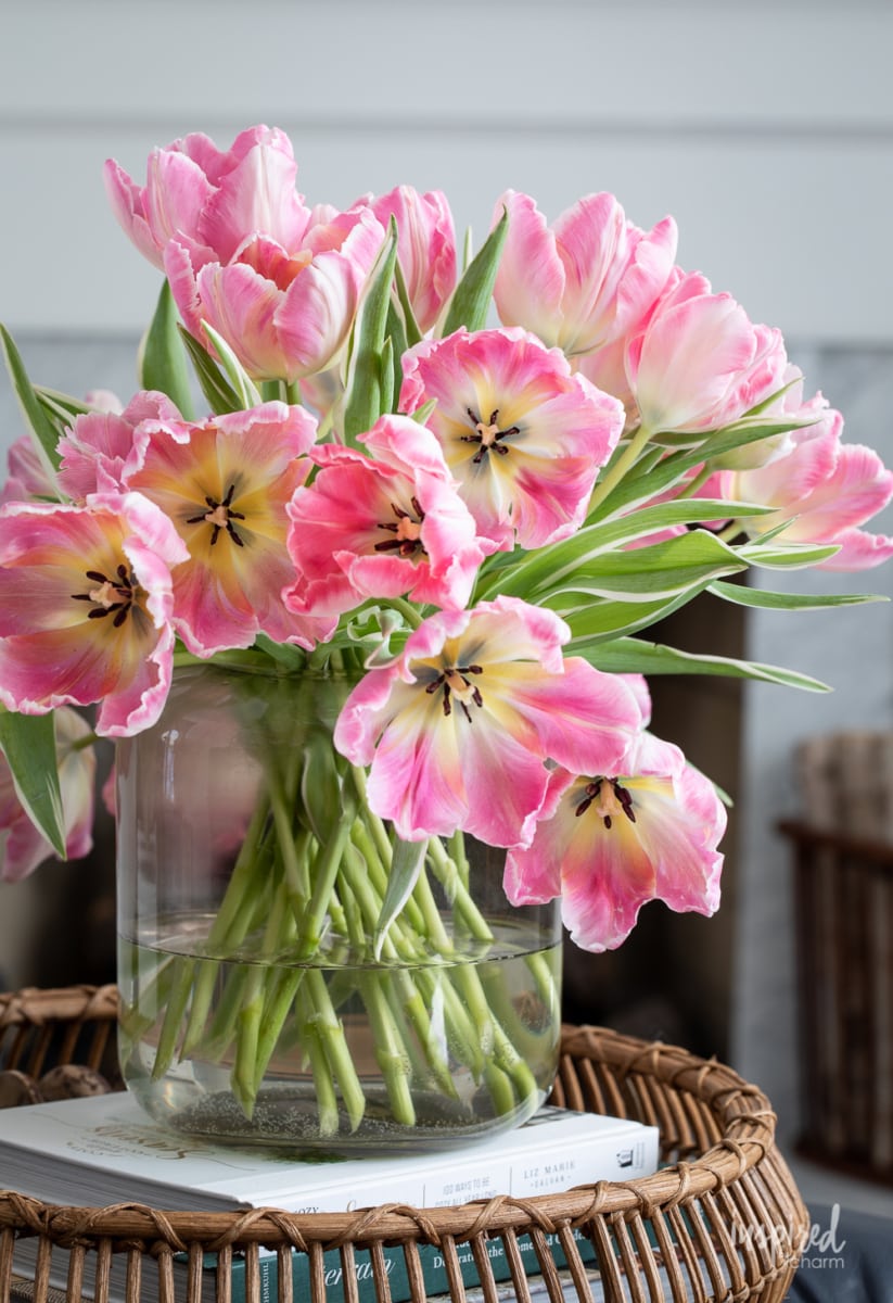 open pink tulips