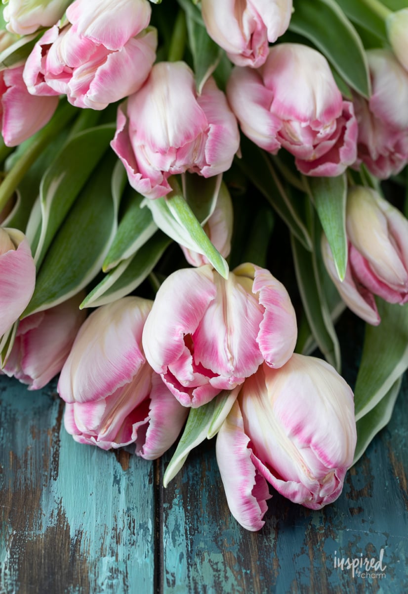 pink parrot tulips