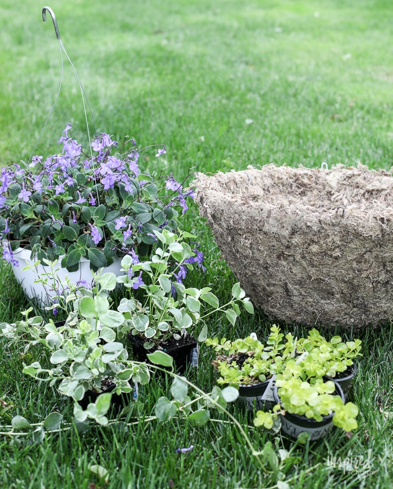 DIY Hanging Basket Plant for Shade #plant #flowers #hangingbasket #shade #container #garden #flowering #combination #hangingflower #creepingjenny #vincavine