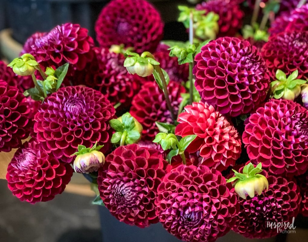 Planting and Growing Dahlias #planting #growing #dahlia #tubers #garden #flowergarden