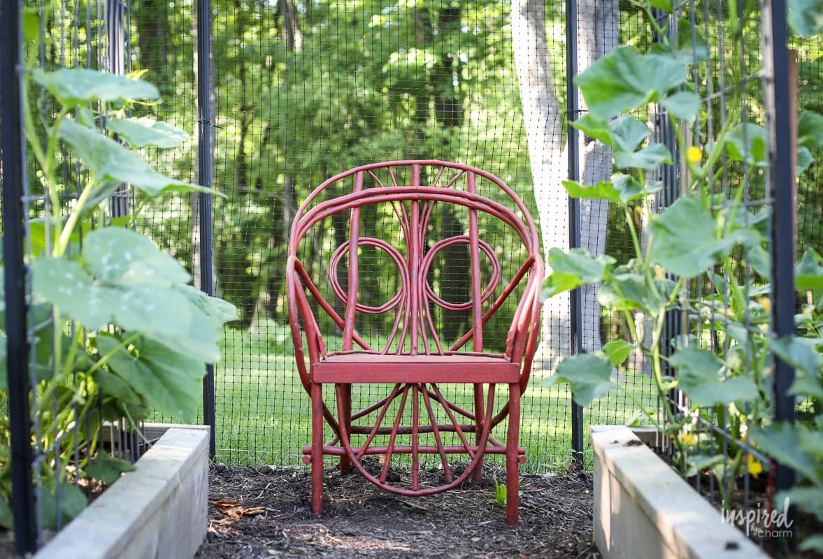 Growing Dahlias: Trimming and Staking #garden #flowergarden #dahlia #growingdahlias #plantingdahlias