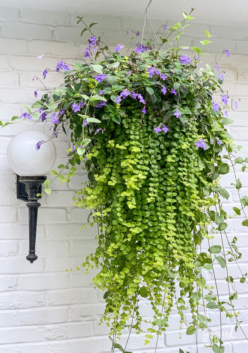 DIY Hanging Basket Plant for Shade #plant #flowers #hangingbasket #shade #container #garden #flowering #combination #hangingflower #creepingjenny #vincavine