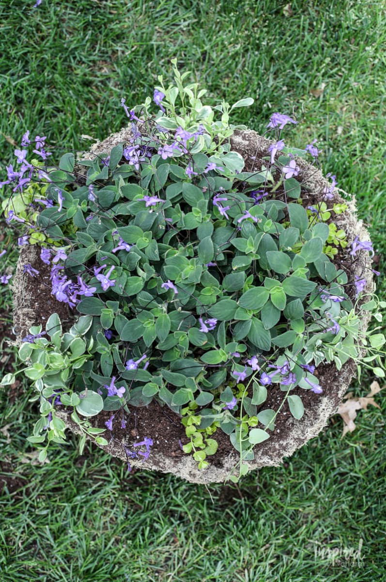 DIY Hanging Basket Plant for Shade #plant #flowers #hangingbasket #shade #container #garden #flowering #combination #hangingflower #creepingjenny #vincavine