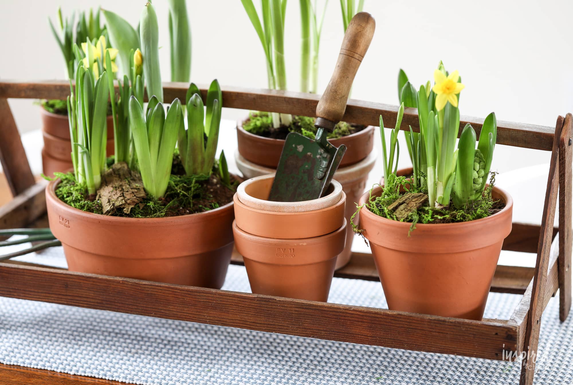 How to Create a Spring Centerpiece with Potted Flowering Bulbs #spring #centerpiece #table #decor #diningroom #bulb #bulbs #plants #flowers