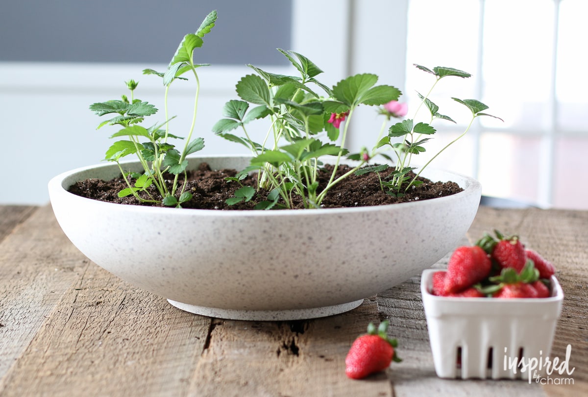 Strawberry Planter | Inspired by Charm