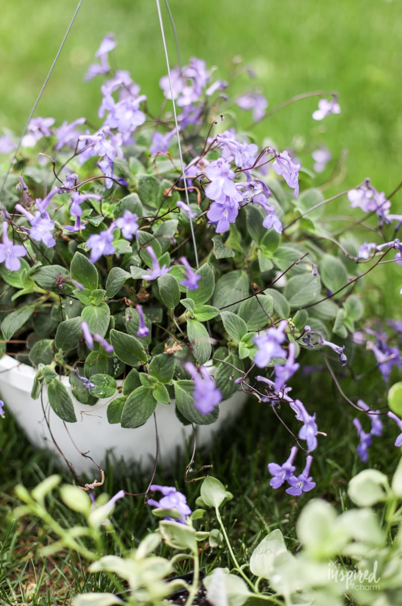 DIY Hanging Basket Plant for Shade #plant #flowers #hangingbasket #shade #container #garden #flowering #combination #hangingflower #creepingjenny #vincavine