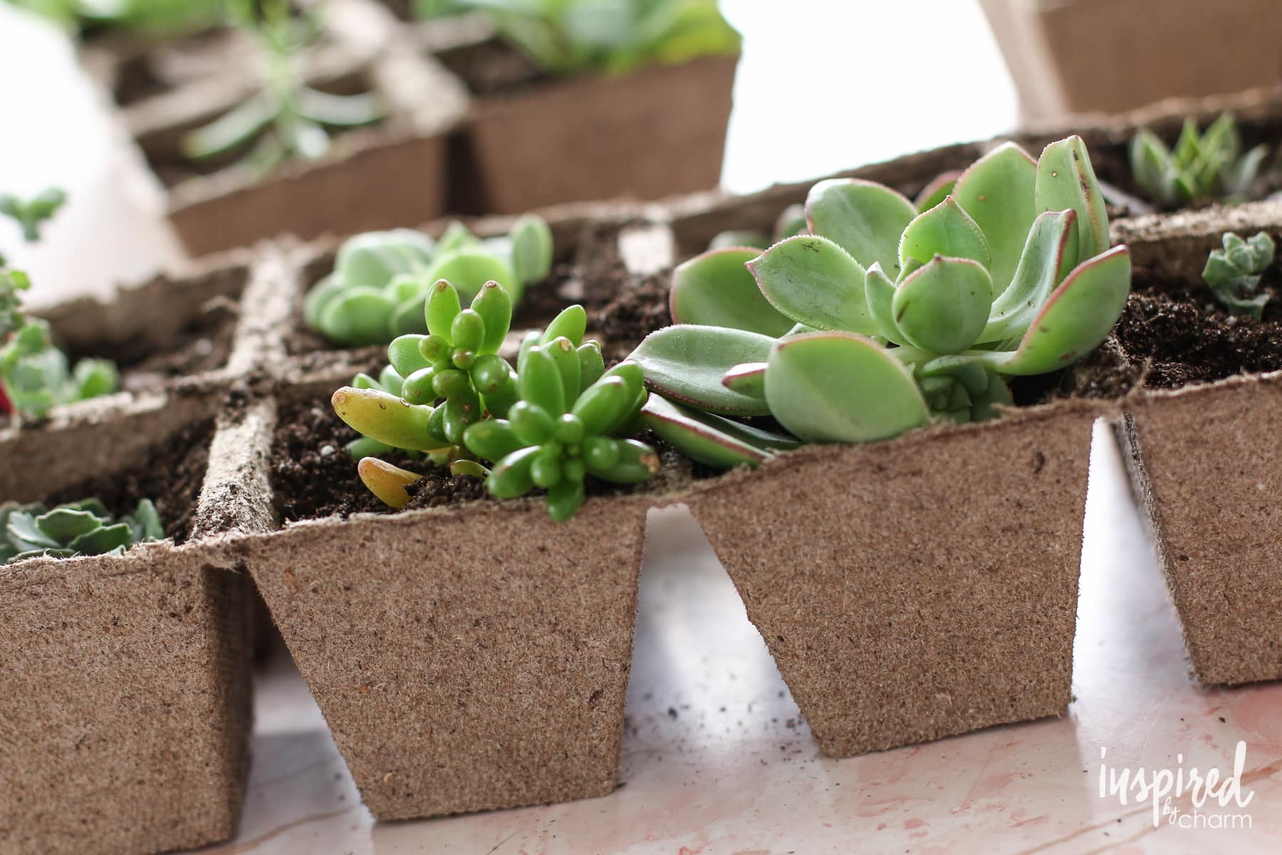 Succulent Propagation | Inspired by Charm