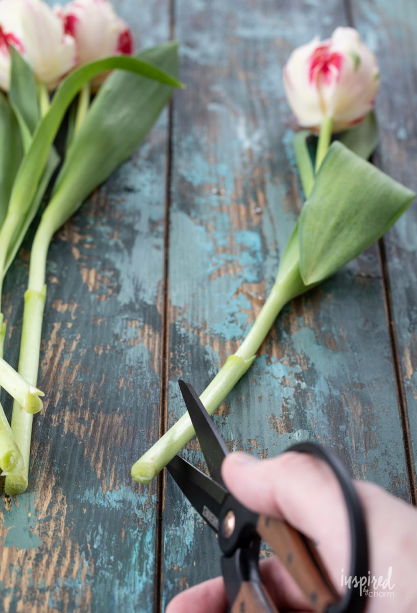 tulips in a pitcher