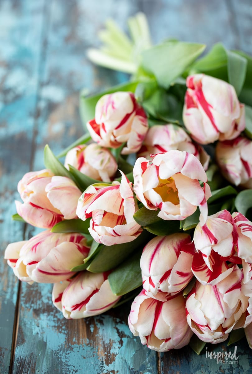 tulips on a table