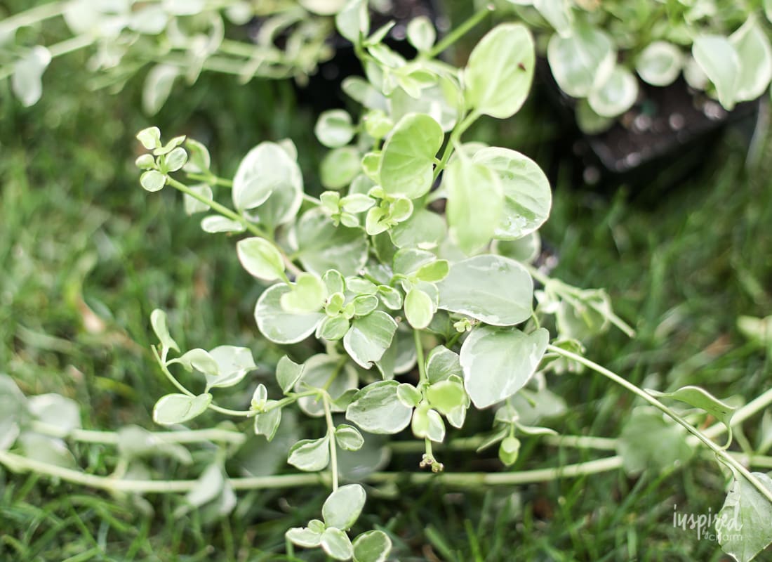 DIY Hanging Basket Plant for Shade #plant #flowers #hangingbasket #shade #container #garden #flowering #combination #hangingflower #creepingjenny #vincavine